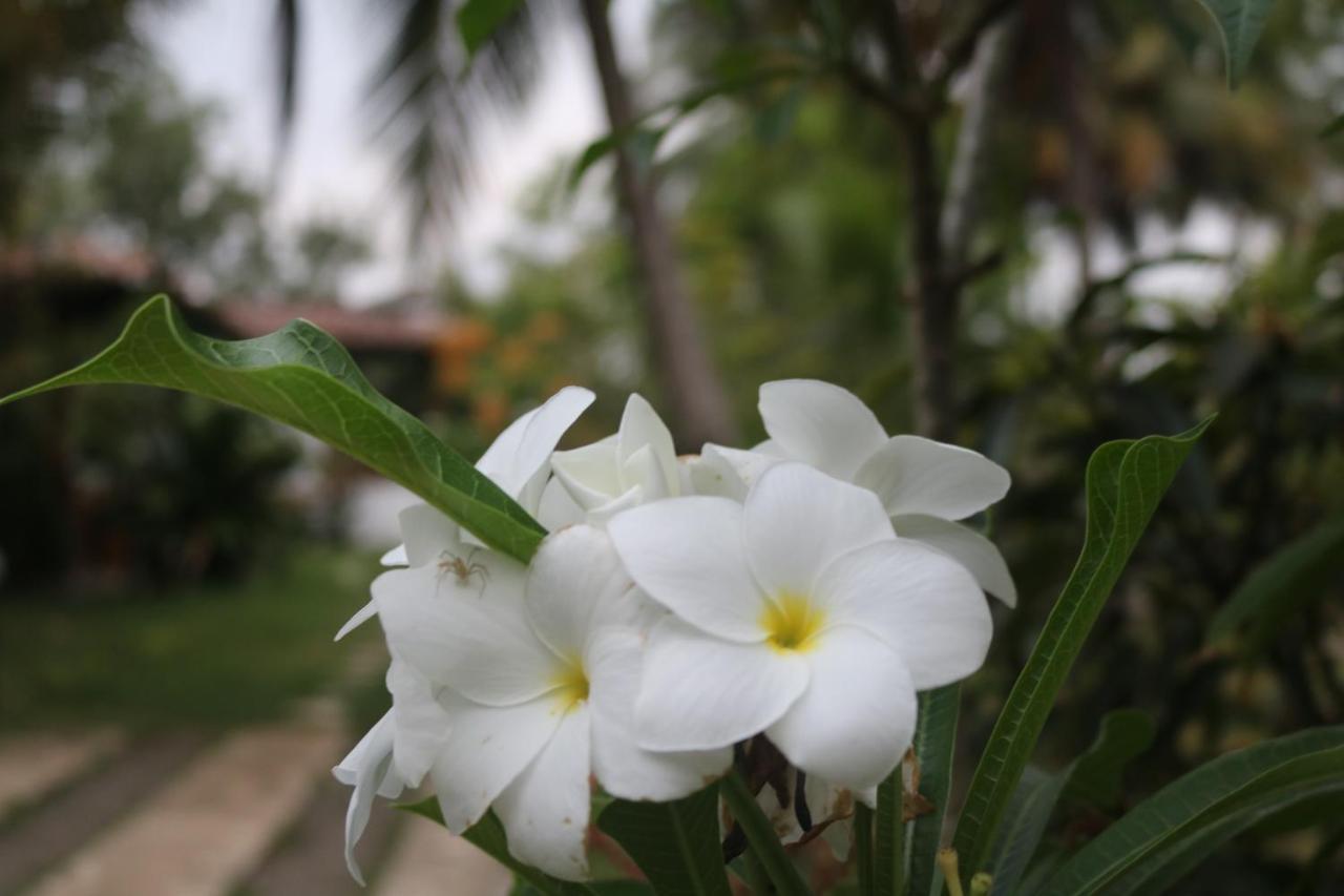 Coconut Island Βίλα Tangalle Εξωτερικό φωτογραφία